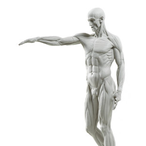 Eaton-Houdon L'Écorché anatomy model